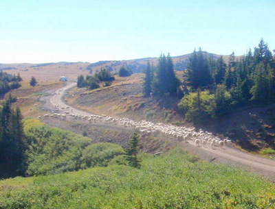 Hundreds of mixed Sheep and Goats